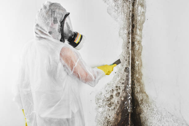 Best Local Mold Removal Service  in Olyphant, PA
