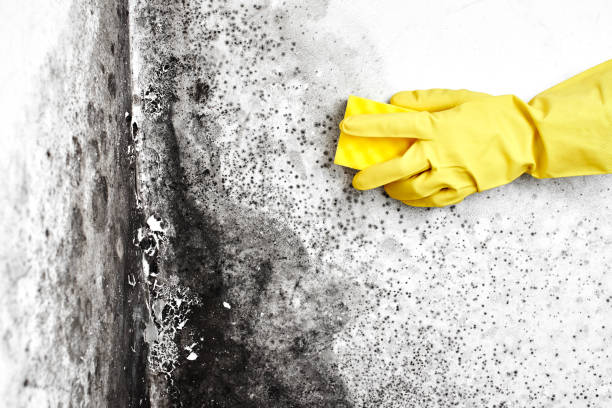 Best Toxic Mold Removal  in Olyphant, PA