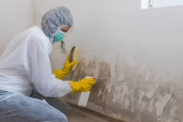Best Office Mold Removal Services  in Olyphant, PA