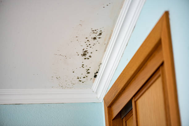 Best Crawl Space Mold Removal  in Olyphant, PA