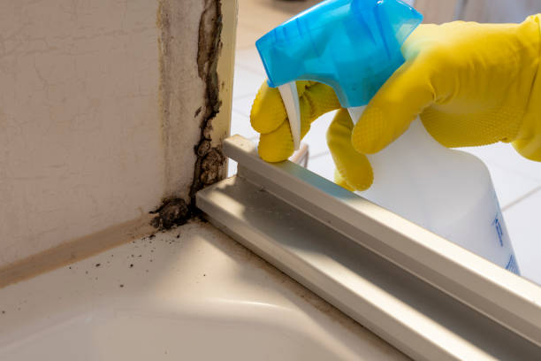 Best Affordable Mold Removal  in Olyphant, PA