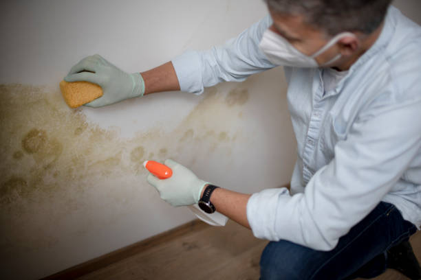Professional Mold Removal in Olyphant, PA