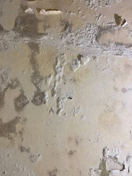 Best Fast Mold Removal  in Olyphant, PA